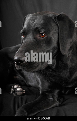 Chien Labrador noir, homme Banque D'Images