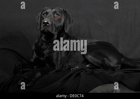 Chien Labrador noir, homme Banque D'Images