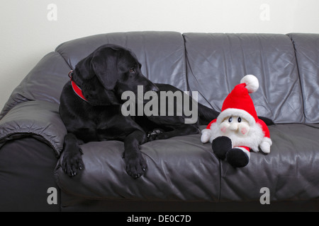 Chien Labrador noir, homme, regardant une marionnette du Père Noël allongé sur un canapé en cuir à côté de lui Banque D'Images