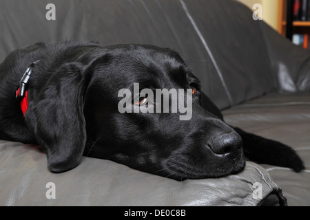 Chien Labrador noir, homme, allongé sur un canapé en cuir dans un salon Banque D'Images