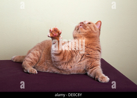 British Shorthair gingembre cat looking up, soulevant sa patte Banque D'Images