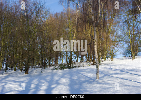 Un groupe d'arbres de bouleau d'argent dans un champ couvert de neige, avec des ombres d'un bleu profond sous un ciel bleu. Banque D'Images