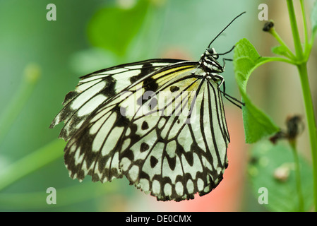 Paper kite butterfly (idée leuconoe) Banque D'Images