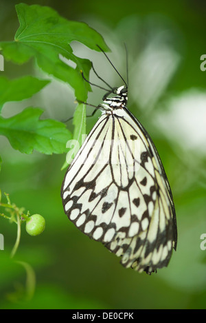 Paper kite butterfly (idée leuconoe) Banque D'Images