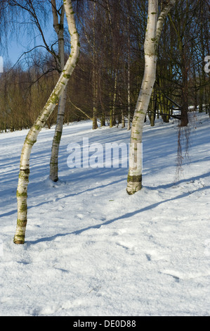 Un groupe d'arbres de bouleau d'argent dans un champ couvert de neige, avec des ombres d'un bleu profond sous un ciel bleu. Banque D'Images