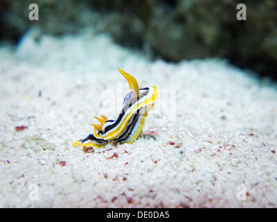 Limace de mer de pyjama (Chromodoris quadricolor), Mangrove Bay, Red Sea, Egypt, Africa Banque D'Images