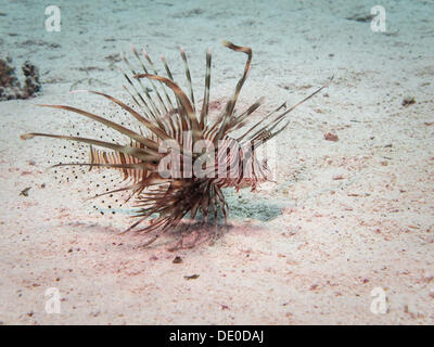 Poisson-papillon commun ou Devil Firefish (Pterois miles), Mangrove Bay, Red Sea, Egypt, Africa Banque D'Images