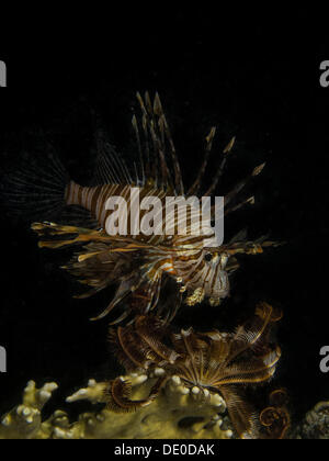 Poisson-papillon commun ou Devil Firefish (Pterois miles), Mangrove Bay, Red Sea, Egypt, Africa Banque D'Images