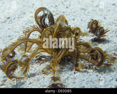 Feather Star (Crinoidea), Mangrove Bay, Red Sea, Egypt, Africa Banque D'Images