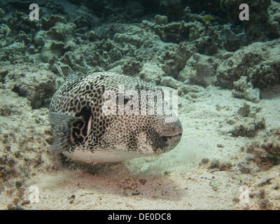 Star ou poisson-globe étoilé Arothron stellatus), Mangrove Bay, Red Sea, Egypt, Africa Banque D'Images