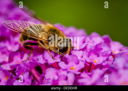 Faune - Hoverfly de déguster une boisson d'un buddleia - Eristalis pertinax - Buddleia davidii, UK Banque D'Images