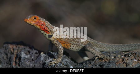 Microlophus albemarlensis femme lézard de lave Banque D'Images