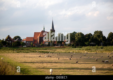 Toits de village Bergen avec des moutons en premier plan, Limbourg, Pays-Bas Banque D'Images