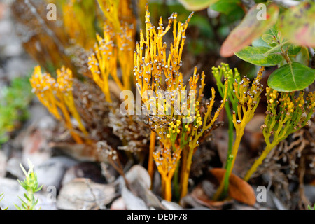 Fouetter fougère, Moa (Psilotum nudum), Mauna Ulu, Hawaii Volcanoes National Park, Big Island, Hawaii, USA Banque D'Images