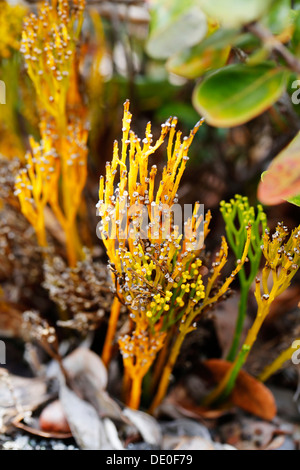 Fouetter fougère, Moa (Psilotum nudum), Mauna Ulu, Hawaii Volcanoes National Park, Big Island, Hawaii, USA Banque D'Images