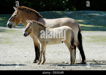 Le cheval de Przewalski (Equus ferus przewalskii), mare avec poulain, chevaux sauvages, zoo Hellabrunn, Munich, Bavière, Allemagne Banque D'Images