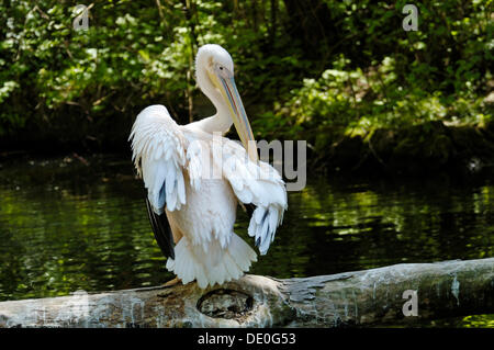 Le pélican blanc (Pelecanus onocrotalus), zoo Hellabrunn lissage lui-même, Munich, Bavière, Allemagne Banque D'Images