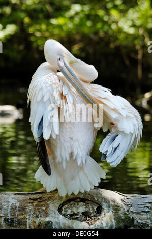 Le pélican blanc (Pelecanus onocrotalus), zoo Hellabrunn lissage lui-même, Munich, Bavière, Allemagne Banque D'Images