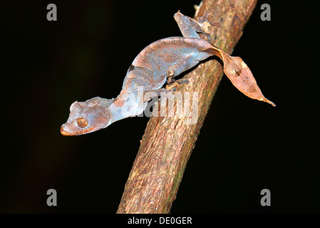 Le gecko à queue de feuille (Uroplatus ebenaui ssp.) Banque D'Images