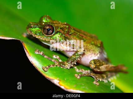 Grenouille verte jaune moussus (Spinomantis aglavei) Banque D'Images