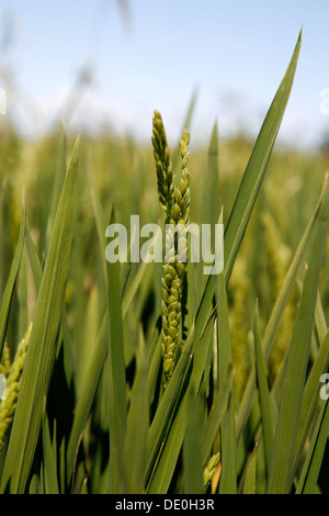 Oreille de riz (Oryza sativa), le riz paddy, la culture du riz près de pals, basses d'en Coll, Catalogne, Espagne, Europe Banque D'Images