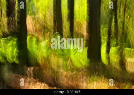 Résumé d'arbres en forêt à l'usine Hill-Victoria, British Columbia, Canada. Banque D'Images