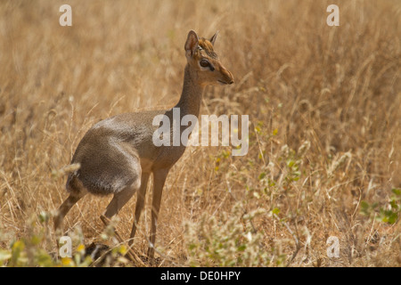 Kirk's Dik Dik [Madoqua kirkii], Parc National de Samburu, Kenya. Banque D'Images