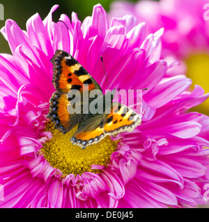 Papillon sur une fleur de chrysanthème closeup Banque D'Images
