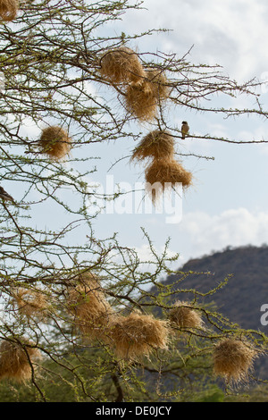 Bruant à sourcils blancs Plocepasser mahali-weaver [avec] des nids, le Parc National de Samburu, Kenya. Banque D'Images