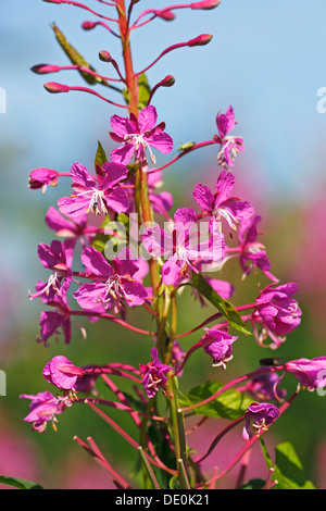 L'épilobe à fleurs, Grand Willow-herb, Rosebay Willowherb (Epilobium angustifolium), plante sauvage Banque D'Images