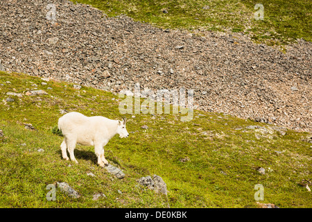 La Chèvre de montagne (Oreamnos americanus) le long de la piste du Col-de-Corbeau dans la forêt nationale de Chugach, dans le sud de l'Alaska. Banque D'Images