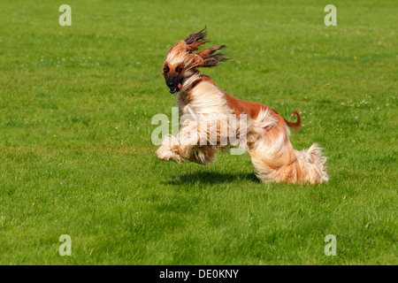 Lévrier Afghan chien (Canis lupus familiaris), homme, race lévrier Banque D'Images