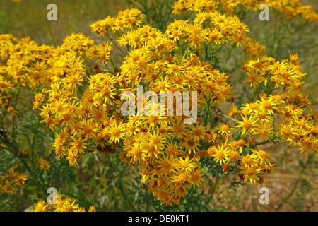 Blooming Jacobea, Staggerwort ou séneçon jacobée (Senecio jacobaea), plante toxique Banque D'Images