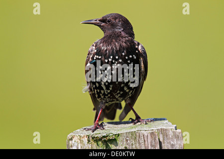 L'étourneau sansonnet (Sturnus vulgaris), perché sur un piquet de clôture, Meldorfer Speicherkoog, Schleswig-Holstein Banque D'Images