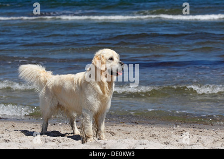 Golden Retriever chien (Canis lupus familiaris), homme, deux ans, debout sur la plage Banque D'Images