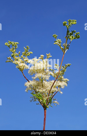 La Spirée à fleurs, Mead millepertuis (Filipendula ulmaria), plante sauvage, plantes Banque D'Images