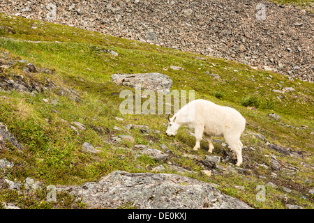 La Chèvre de montagne (Oreamnos americanus) le long de la piste du Col-de-Corbeau dans la forêt nationale de Chugach, dans le sud de l'Alaska. Banque D'Images