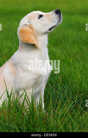 Golden Retriever (Canis lupus familiaris) puppy, trois mois, assis sur un pré Banque D'Images