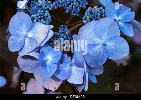 L', Mophead, Français ou Lacecap Hortensia (Hydrangea macrophylla), le cultivar, l'hortensia jardin Banque D'Images