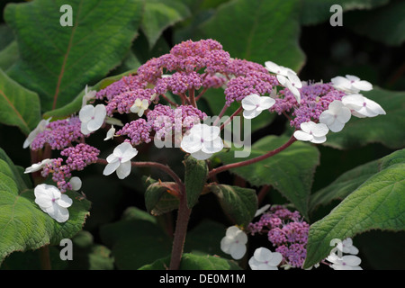 Hortensia à grandes feuilles scabres (Hydrangea aspera 'Macrophylla') Banque D'Images