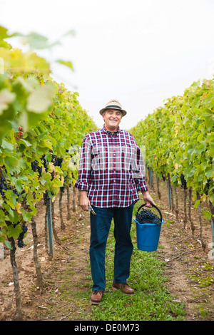 Vigneron ou négociant la récolte du raisin dans sa vigne, Rhénanie-Palatinat Banque D'Images