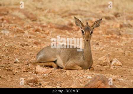 Kirk's Dik Dik [Madoqua kirkii], Parc National de Samburu, Kenya. Banque D'Images