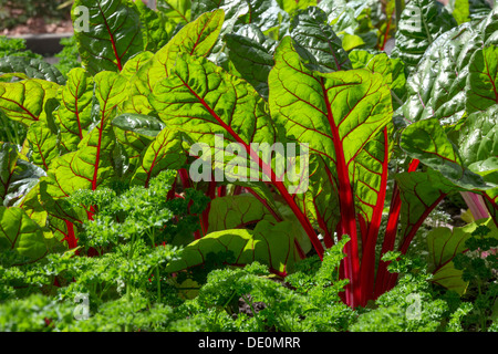 Les feuilles de betteraves dans la lumière du soleil. Jardin de légumes frais et sains. Banque D'Images