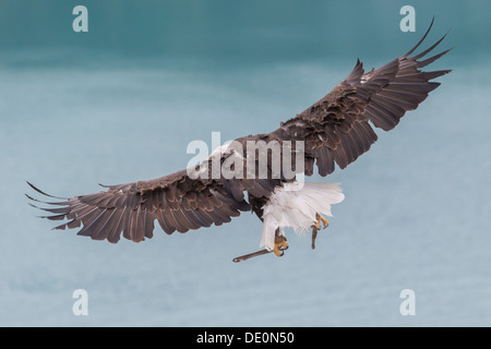 Un pygargue à tête blanche (Haliaeetus leucocephalus) vient de lancer à partir de son perchoir sur le lac de Serre Ponçon Banque D'Images