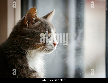 Chat gris et blanc à la recherche d'une fenêtre, portrait Banque D'Images