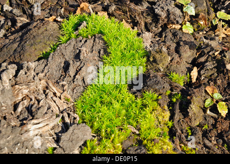 Le sol avec de la tourbe de mousse et de cheveux commun bouleau pubescent (Betula pubescens), revêtement de sol mousse près de Rosenheim, Bavière, Allemagne Europe Banque D'Images