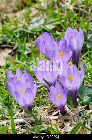 Les crocus (Crocus sauvage Violette, sativa ssp.) dans une prairie de montagne Banque D'Images