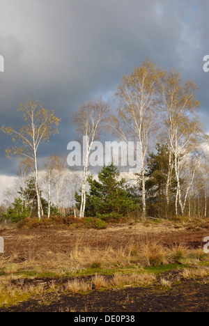 La floraison des bouleaux (Betula pubescens) dans les landes, Nicklheim, Bavaria Banque D'Images