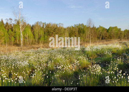 Les étangs des landes de fleurs de la linaigrette (Eriophorum angustifolium) dans la lumière du soir, Nicklheim, Bavaria Banque D'Images