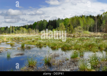 La linaigrette de floraison (Eriophorum angustifolium) dans les landes, Nicklheim, Bavaria Banque D'Images